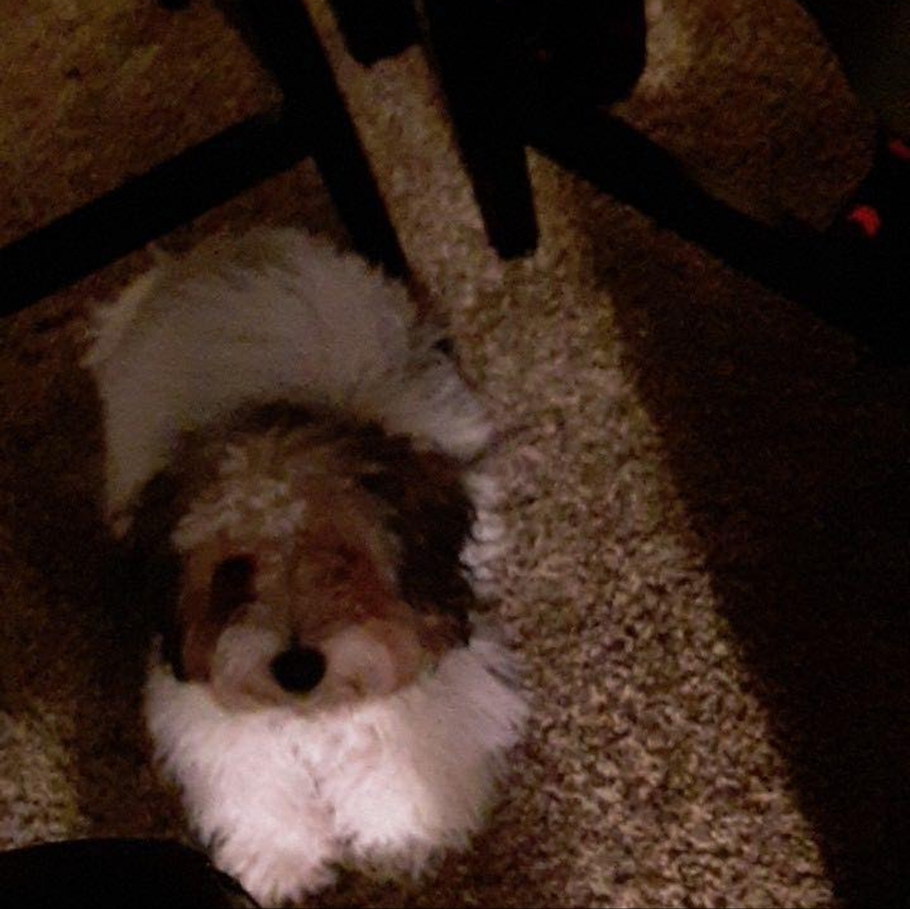 Meet your Posher, Irene